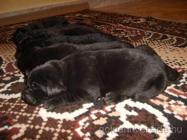 S6002895 k.jpg - Labrador retriever kiskutyk egy hetesen.